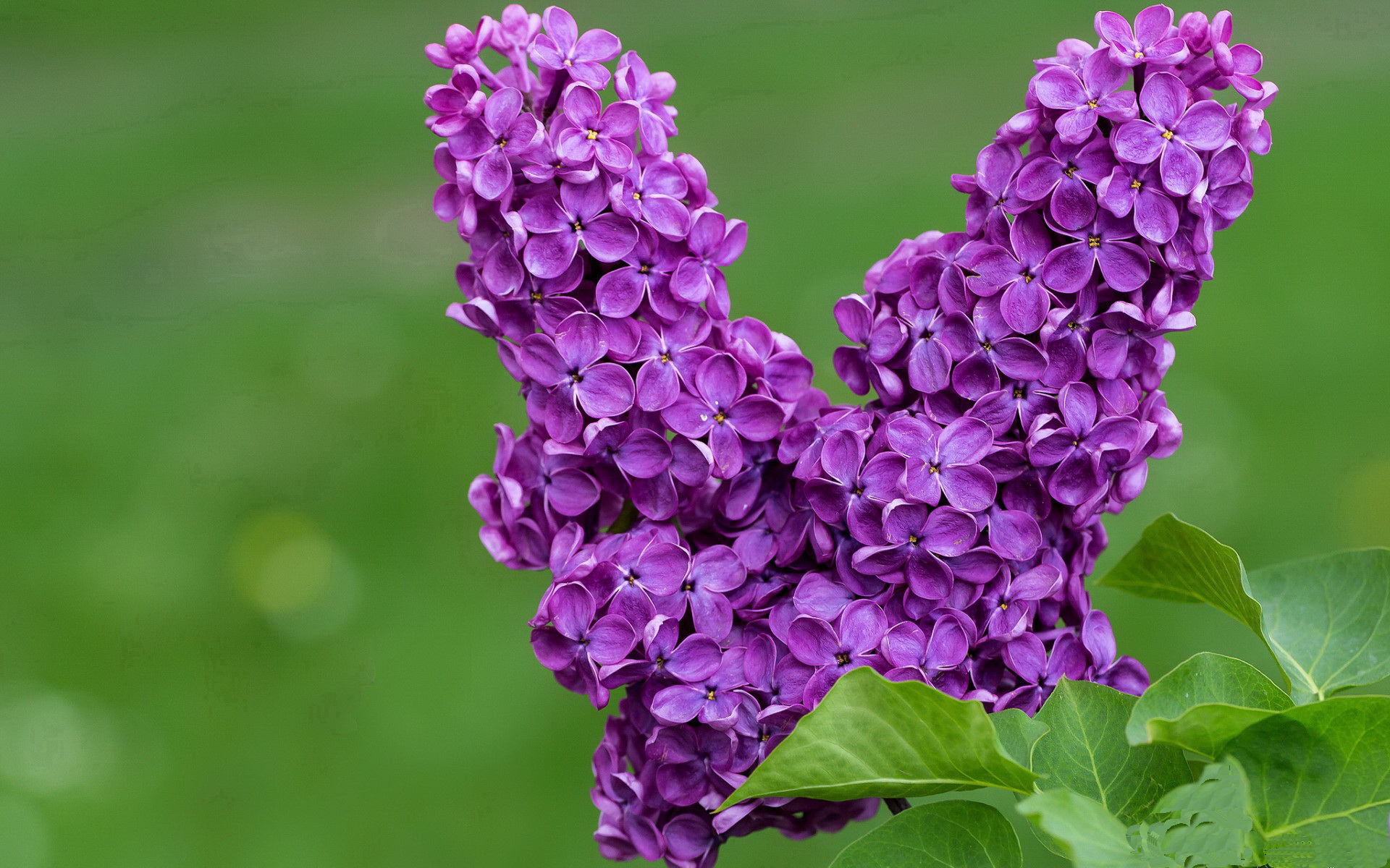 开云体育下载网页版-赞比亚男篮在非洲锦标赛中再获佳绩，实现年度突破，赞比亚球星