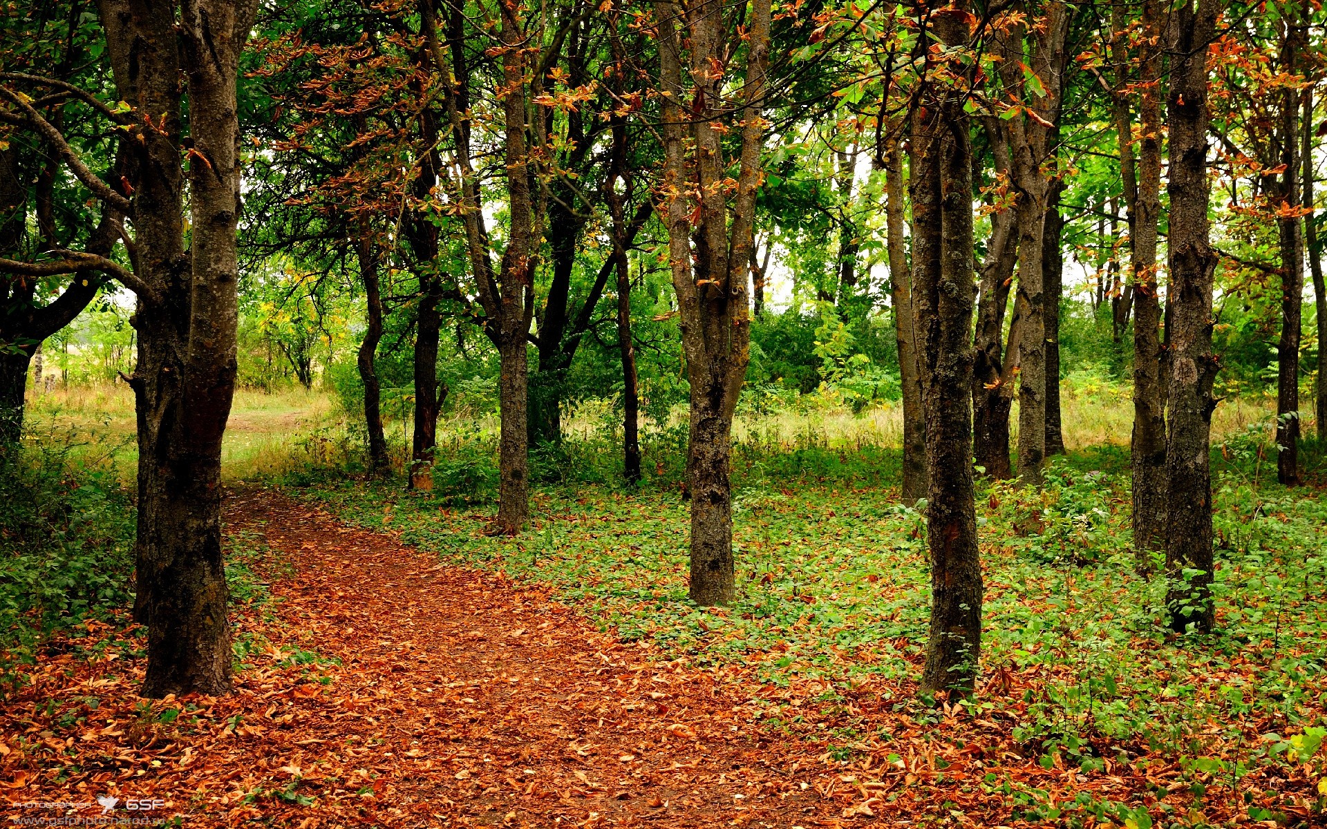 跳水发挥稳定波兰晋级四强,波兰跳高运动员